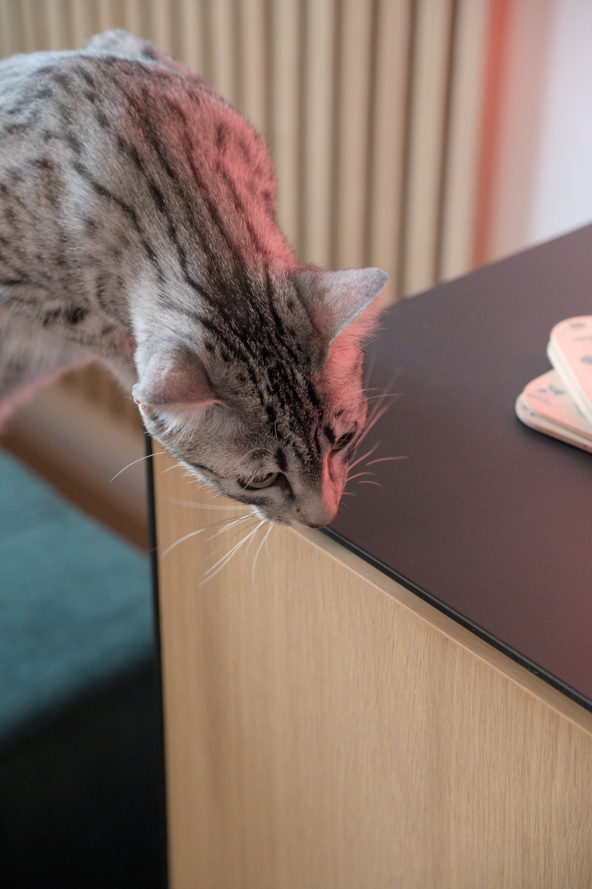 2025/10/12 - cats/DSC_0057.jpg